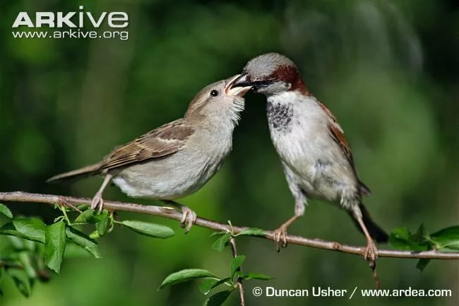 Male-house-sparrow-feeding-fledgling