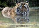 Five tigers ‘missing’, 2 dead in Ranthambhore since Dec