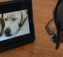 DOG TV, A Channel Designed Specifically For Dogs